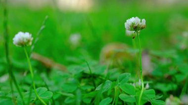 Yeşil arkaplanda beyaz çiçekler