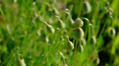 Güzel botanik fotoğrafı, doğal duvar kağıdı.