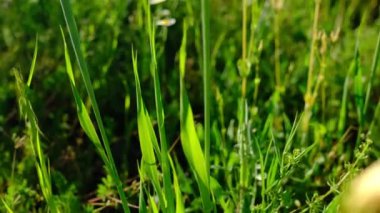 Bahçedeki güzel çimenler