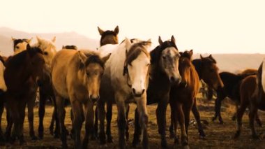 Çayırdaki güzel at