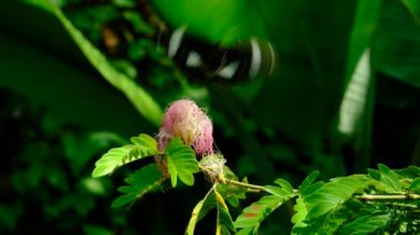 Yaprağın üzerinde bir kelebek