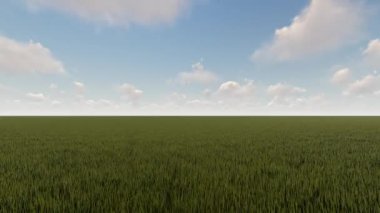 Yazın buğday tarlası