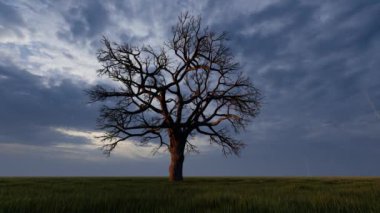 Ağaç siluet akşam