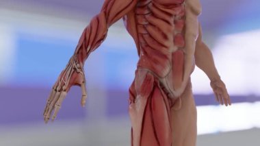 Erkek Vücut Kas Yapısı Anatomisi