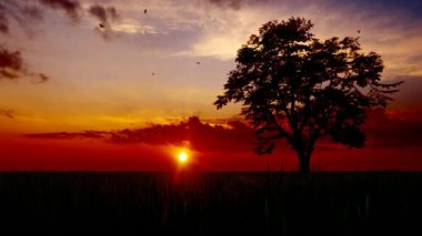 Sunset Tree Manzarası 3d canlandırması