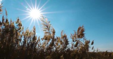 Sazlıklar bataklık sazlıklarının kenarında yetişiyor.