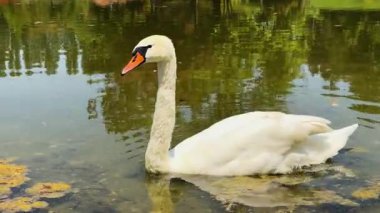 Gölette beyaz kuğu