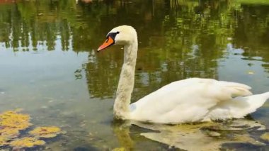 Lakeside 'dan Beyaz Kuğu Yüzüyor