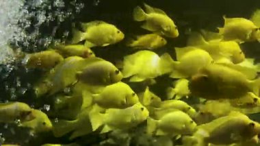 Balıklı güzel sarı akvaryum balığı.