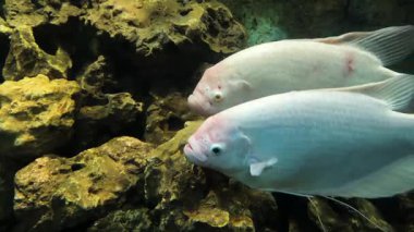 Akvaryumdaki deniz balıkları