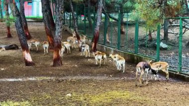 Geyik Grupça Gezintisi