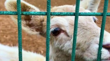 Kabloların Arkasında Fawn