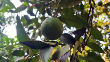 Ağaçta Olgunlaşmamış Portakal