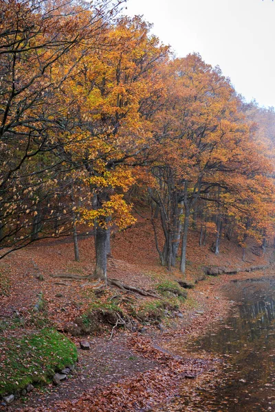 湖のそばに紅葉が広がる秋の森風景 — ストック写真