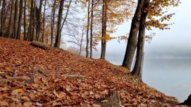 Göl kenarındaki sonbahar ormanında sisli bir zaman atlaması.