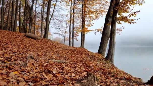 Czas Mija Jesiennym Lesie Nad Jeziorem Mgłą — Wideo stockowe