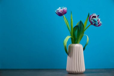 Mavi arka planda renkli lale çiçekleri. Yumuşak ev dekorasyonu. Vazodaki çiçekler.