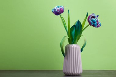 Yeşil arka planda seramik vazoda güzel mavi ve mor laleler. Kopya alanı