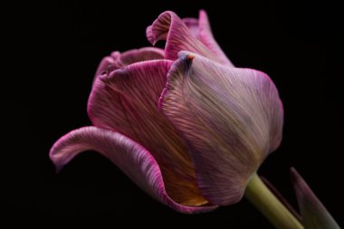 Studio Shot of magenta Colored Tulip Flower Large Depth of Field Macro.