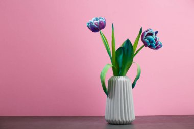 two blue and purple tulips in a vase on pink background, spring flowers for women,