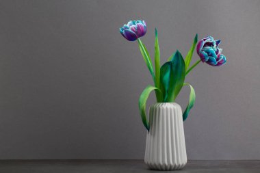Fresh colorful tulips flowers in vase on grey wall Place for your text,copy space
