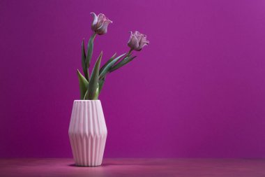 iki pembe ve mor lale bir vazoda morumsu arka planda, kadınlar için bahar çiçekleri, kopyalama alanı