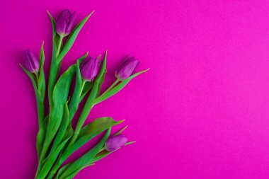 Fresh flower composition, a bouquet of pink tulips, magenta background. Greeting concept, international Women's, Valentines, or Mother's Day,