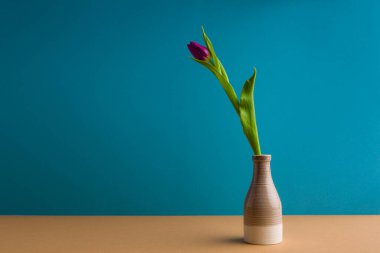 color tulip flowers bouquet in front of blue background. With copy space