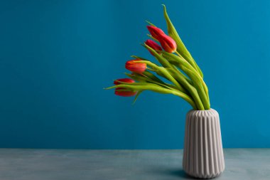 color tulip flowers bouquet in front of blue background. With copy space