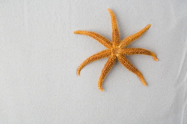 Rozgwiazdy Plaży Zbliżenie Lato Abstrakcyjne Tło — Zdjęcie stockowe