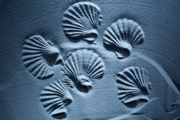 Shell Imprime Areia Cor Azul Verão Fundo Abstrato — Fotografia de Stock