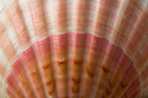 Natural Texture Natural Background Close Part Seashell — Stock Photo, Image