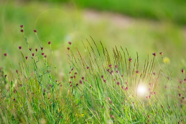 Oślepiające Słońce Bokeh Tło Dzikie Wiosna Kwiaty Natura Tło — Zdjęcie stockowe