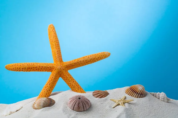 夏の背景 砂の上の貝殻の境界線夏の抽象的な — ストック写真
