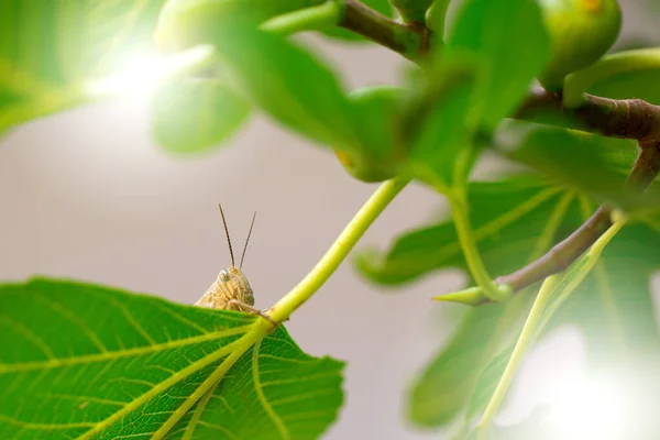 Heuschreckensprung Aus Nächster Nähe Insektenmakro Naturhintergrund — Stockfoto