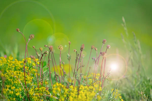 Oslnění Slunce Bokeh Pozadí Divoké Jarní Květiny Příroda Pozadí — Stock fotografie