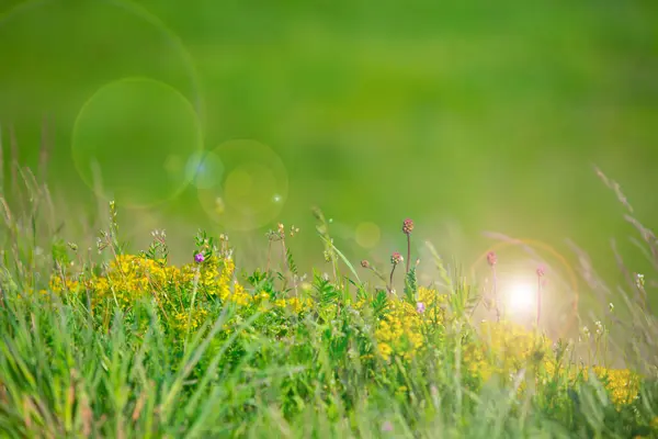 Oslnění Slunce Bokeh Pozadí Divoké Jarní Květiny Příroda Pozadí — Stock fotografie