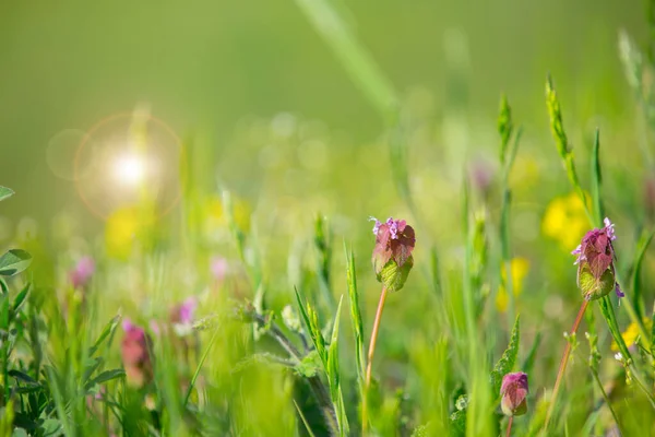 Oślepiające Słońce Bokeh Tło Dzikie Wiosna Kwiaty Natura Tło — Zdjęcie stockowe