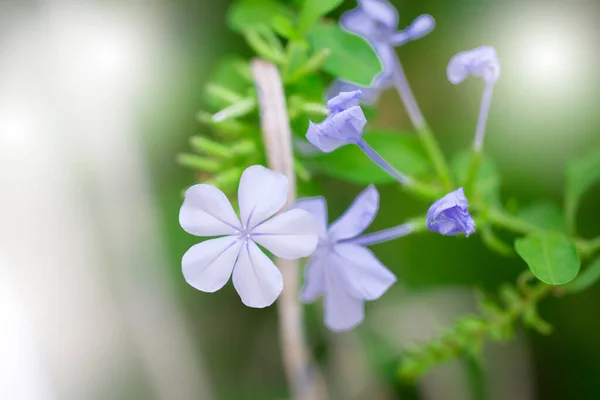 Cape Leadwort Blue Plumbago Flowers Blooming Macro View Abstract —  Fotos de Stock