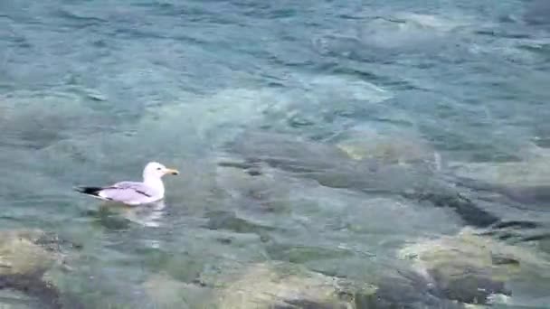 Seagull Swims Calm Blue Sea — Stock Video