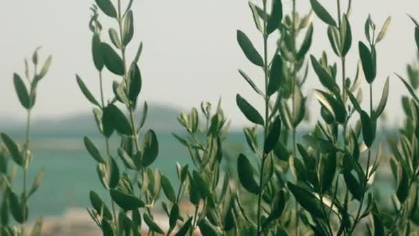 若いオリーブの木は 春に販売のためのオリーブの木の植物を閉じます — ストック動画