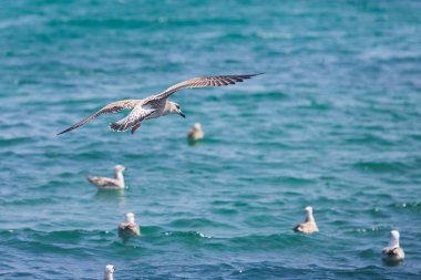 Açık kanatlı uçan bir martı.