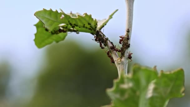Hormigas Caminando Sobre Tronco Árbol Con Fondo Naturaleza Verde Borroso — Vídeo de stock
