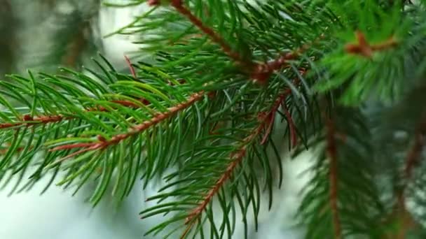 针叶树的分枝尖端诺德曼冷杉 — 图库视频影像