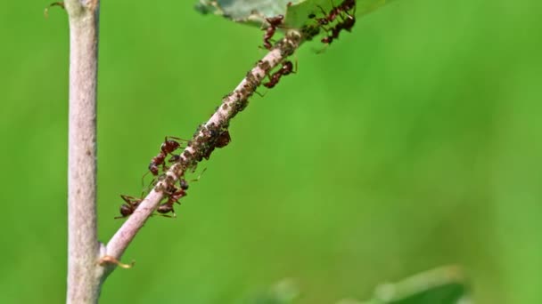 Ants Walking Tree Trunk Blur Green Nature Background Macro Close — Stock Video