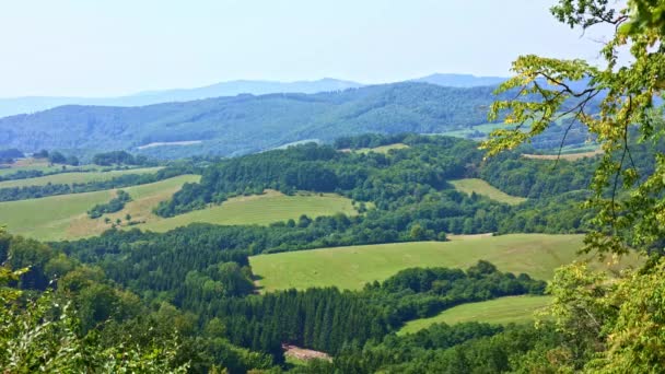 松树林在阳光青翠的山谷 斯洛伐克 — 图库视频影像