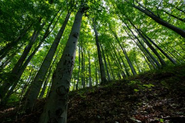 Yoğun yeşil ormanda, sık ağaçların arasından güneş ışıldıyor.