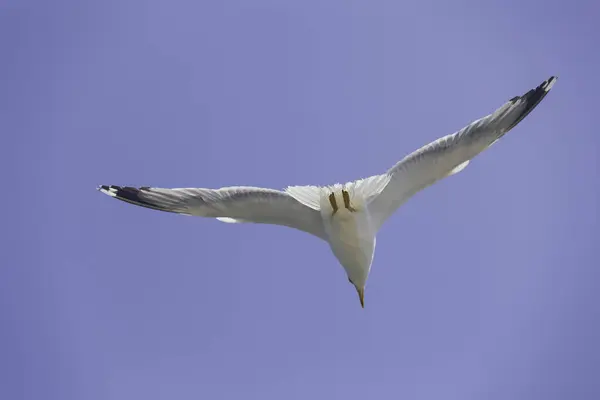 Seagull Flies Sky Blue Sky — Stock Photo, Image