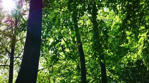 绿林4K投影 低角度射击 — 图库视频影像