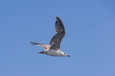 Martı gökyüzünde uçar, mavi gökyüzünde